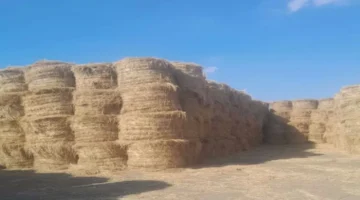 جمع قش الأرز في 7 محافظات يتجاوز 800 ألف طن بعد حصاد 90% من المحصول